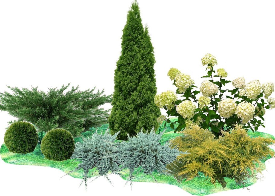 Клумбы из хвойных туя можжевельник спирея