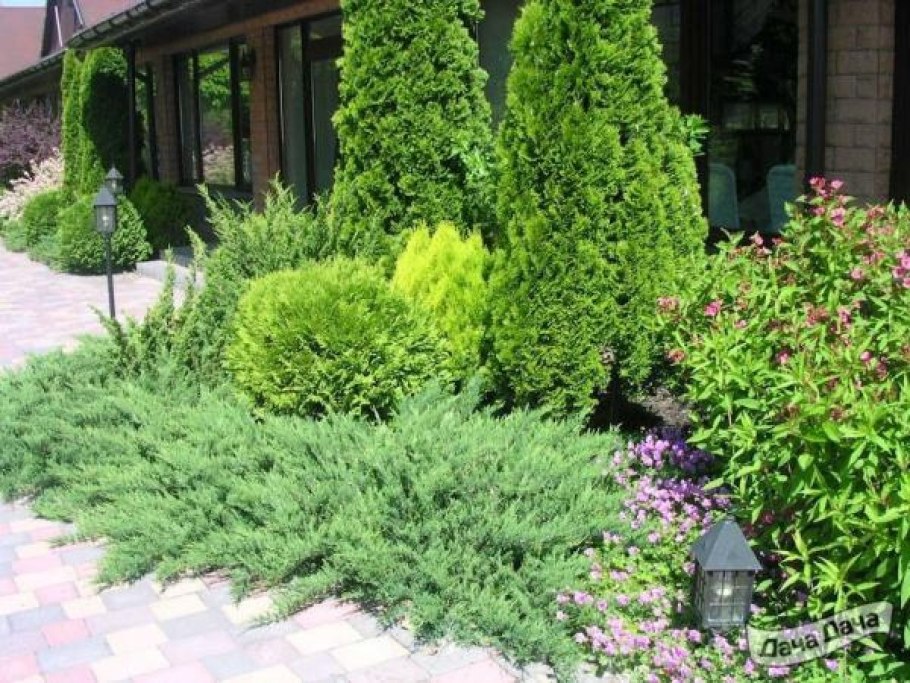 Туя Смарагд в ландшафтном