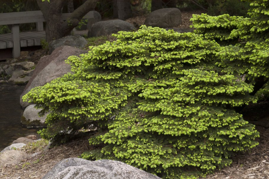 Хвойники сосна можжевельник