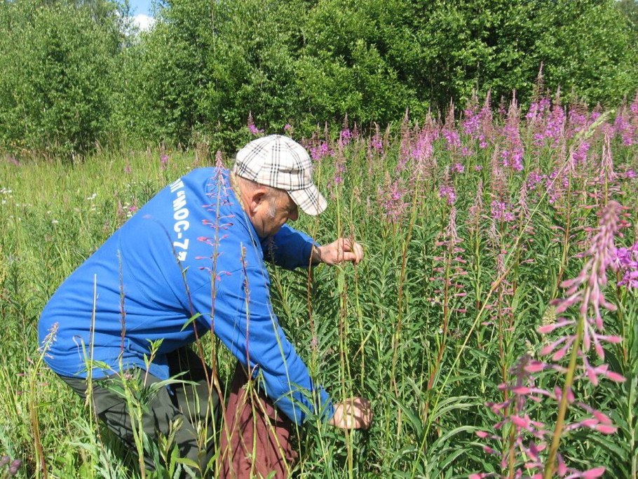Сбор Иван чая