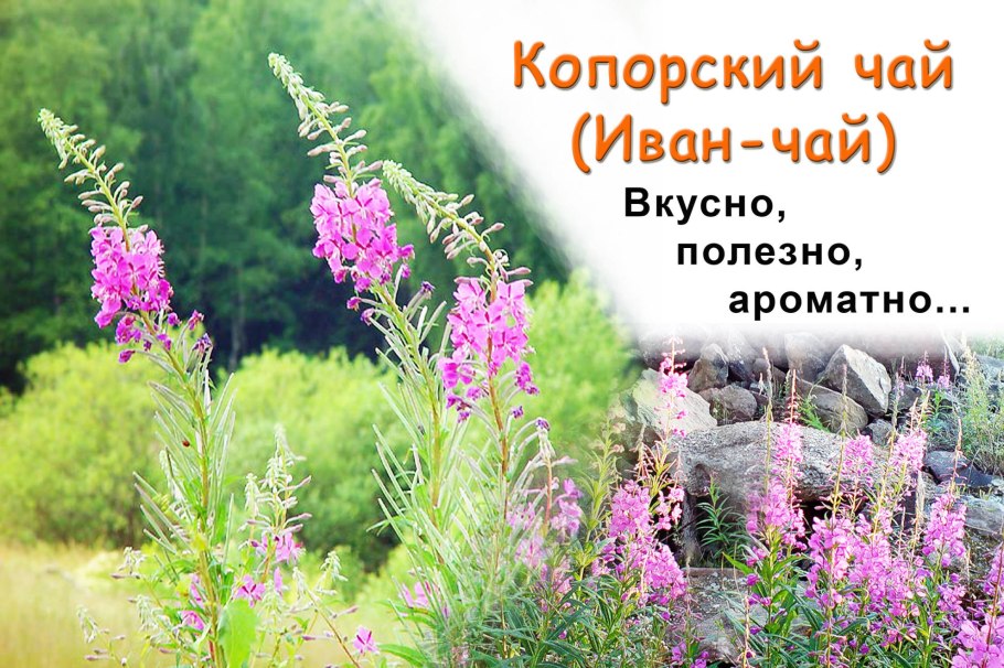 Копорский Иван чай этикетки
