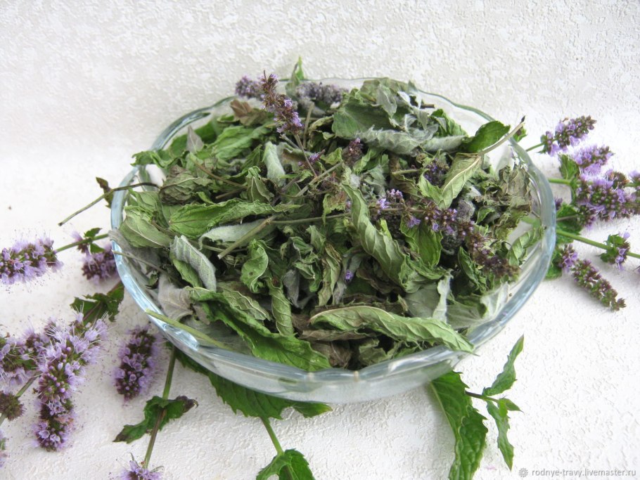 Мята перечная Mentha piperita сырье
