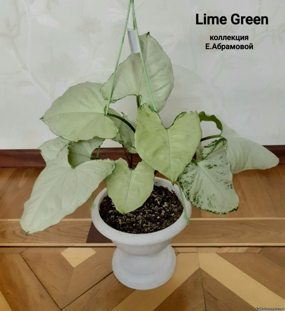 Сингониум Lime Green