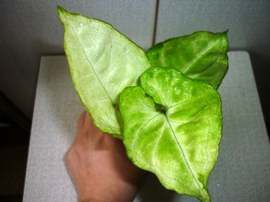 Сингониум Lime