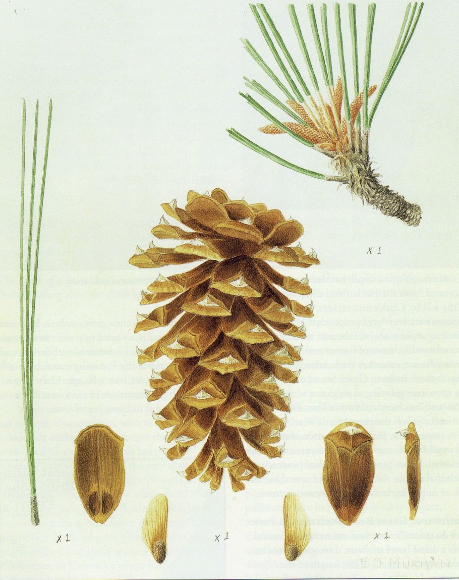 Pinus pinea шишка