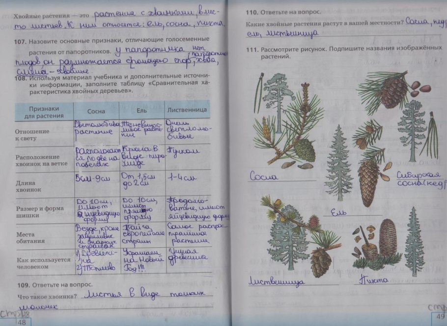 Шишки разновидности