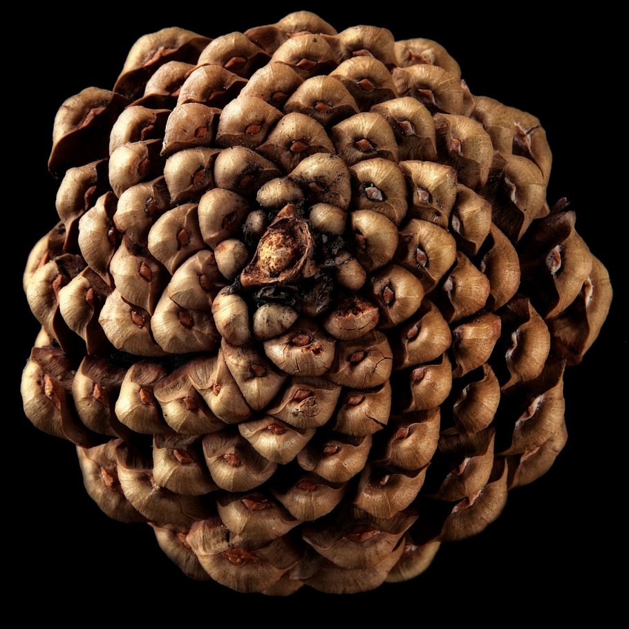 Pinus pinea шишка