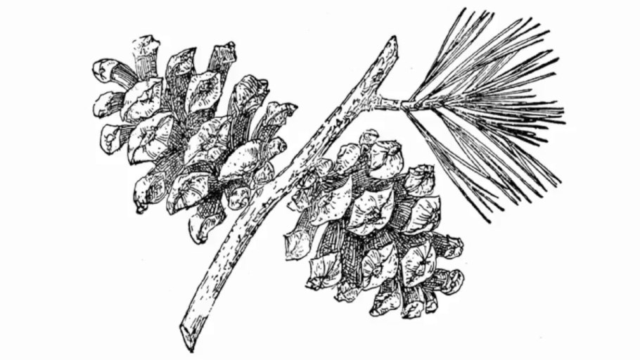 Northern Brewer шишки