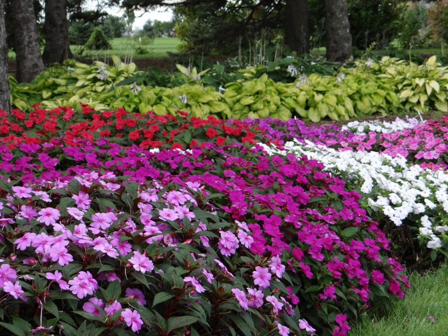 Агератум, Обриета, алиссум