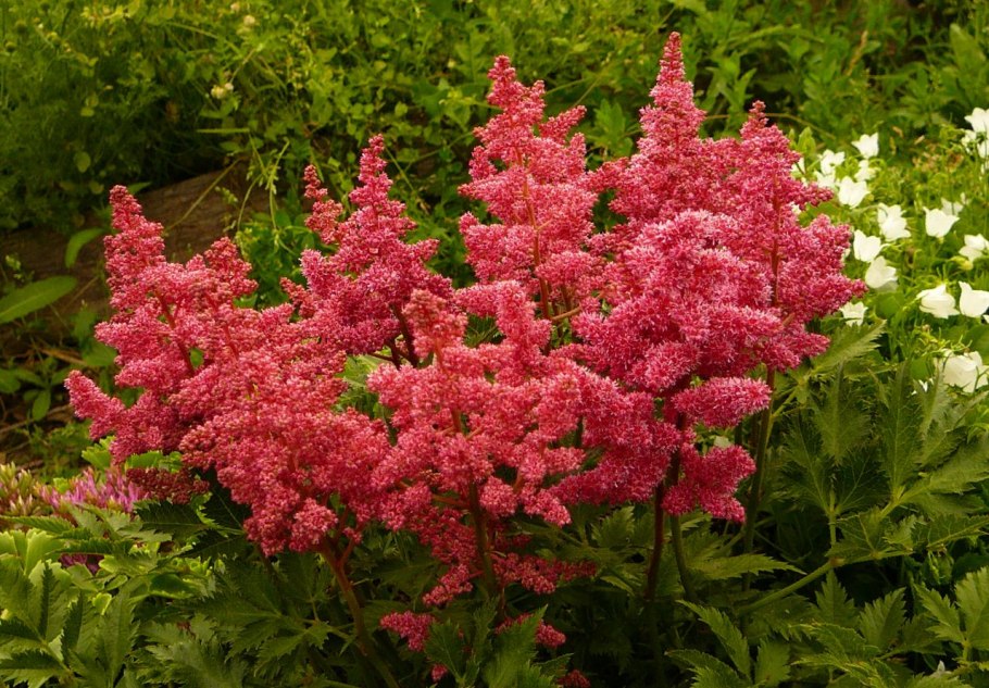 Тенелюбивые садовые многолетники кустарники