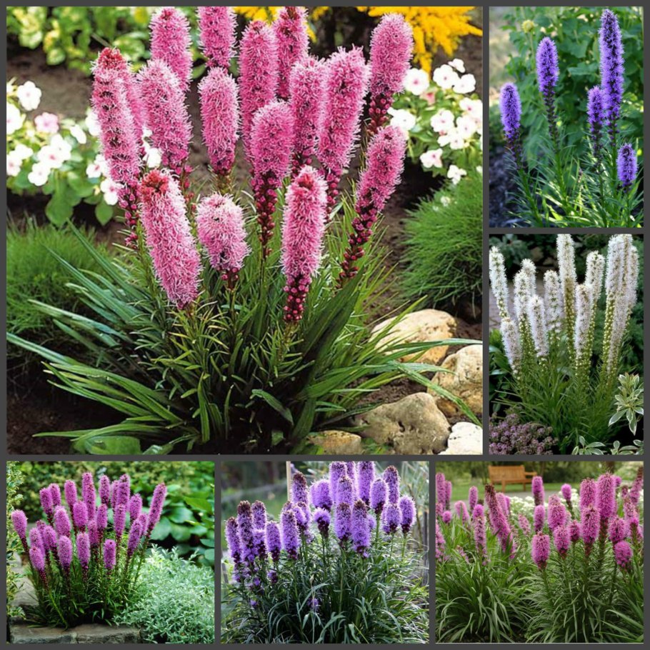 Астильба Вероника Клозе