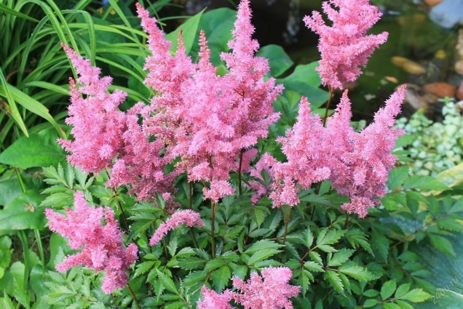 Клумба Хоста астильба спирея