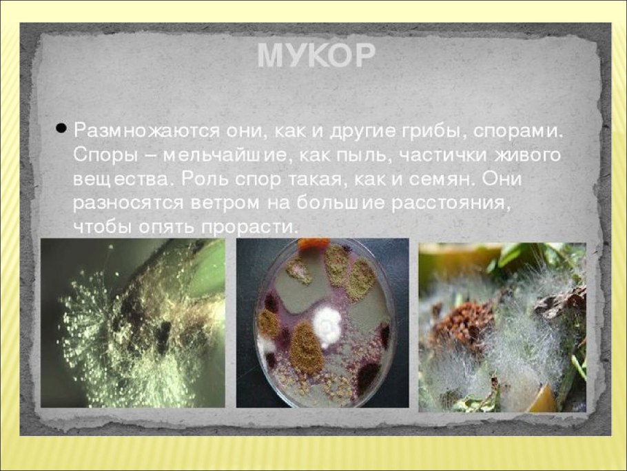 Грибы рода мукор
