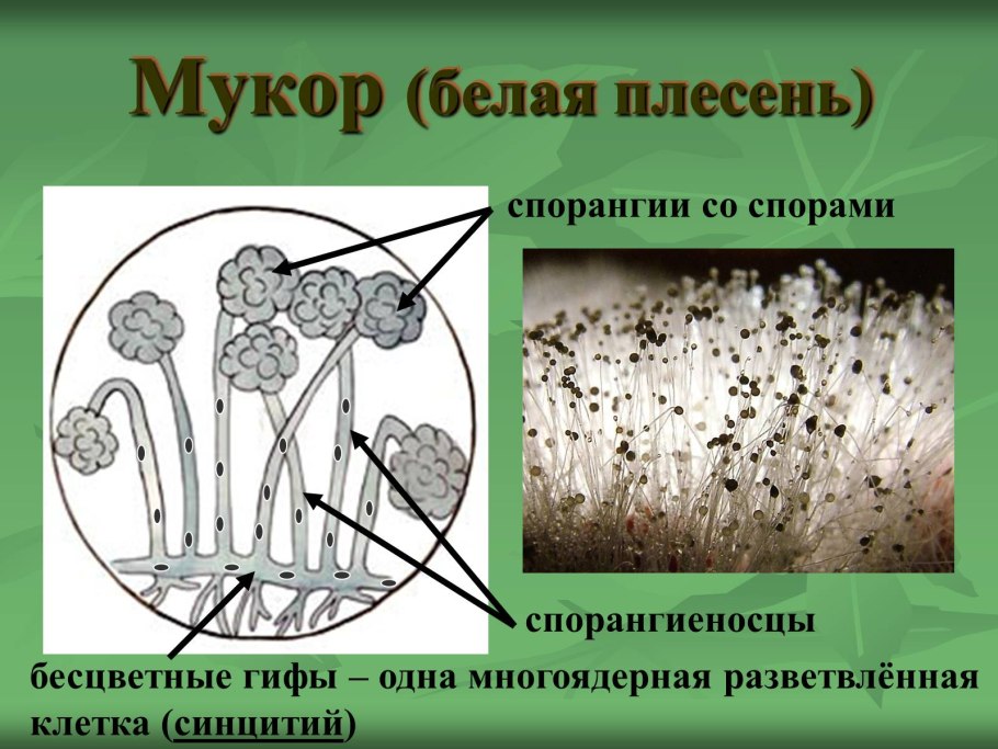 Клетка гриба плесень мукор