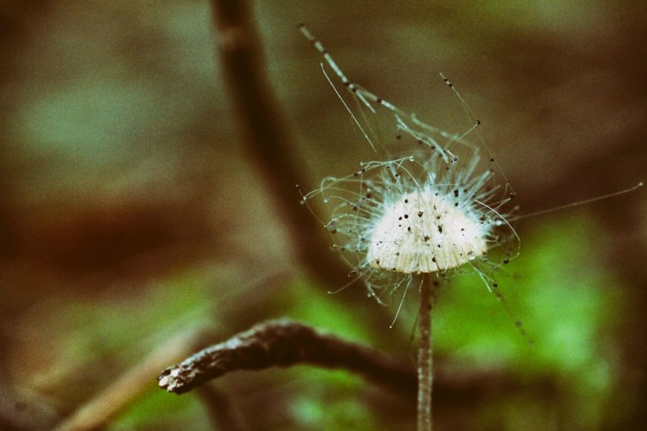 Грибы Mucor