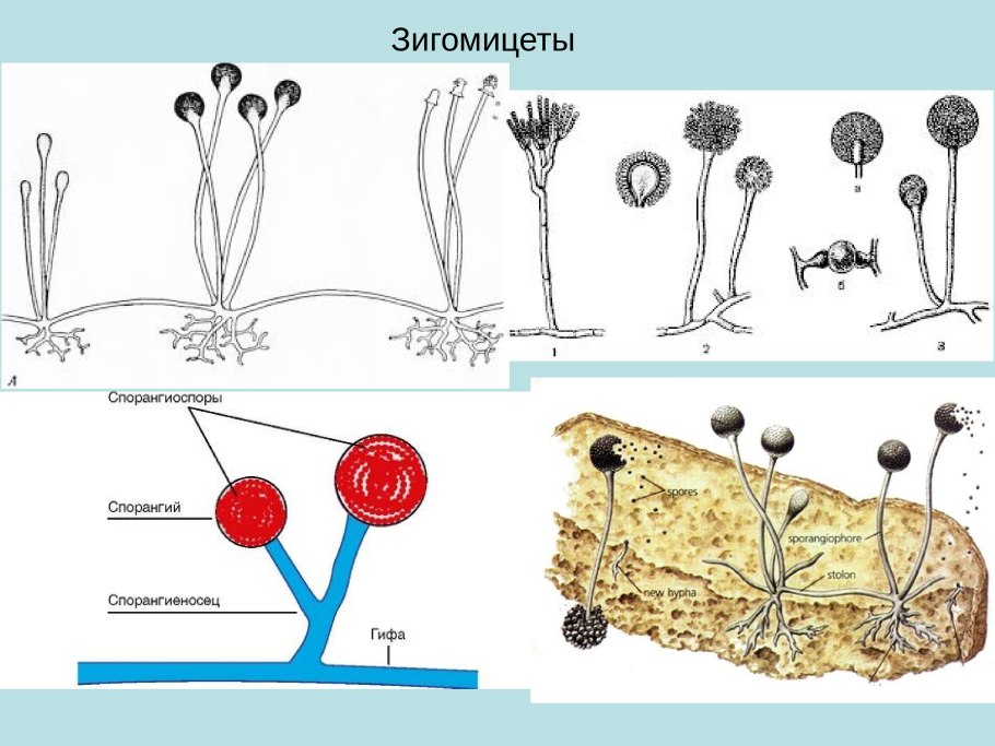 Грибы Зигомицеты представители