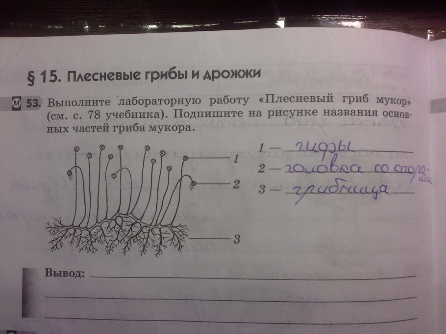 Строение плесневого гриба мукора. Строение дрожжей