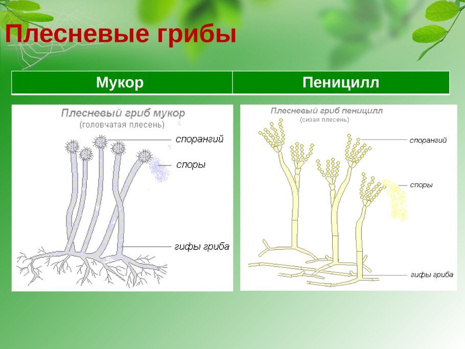 Гриб мукор и пеницилл