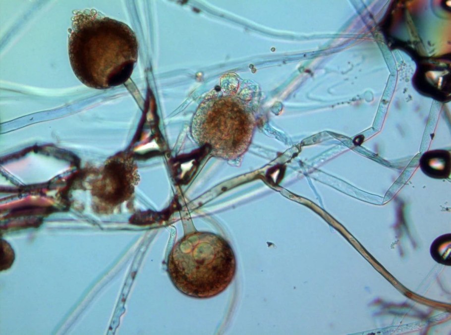 Плесневые грибы Mucor