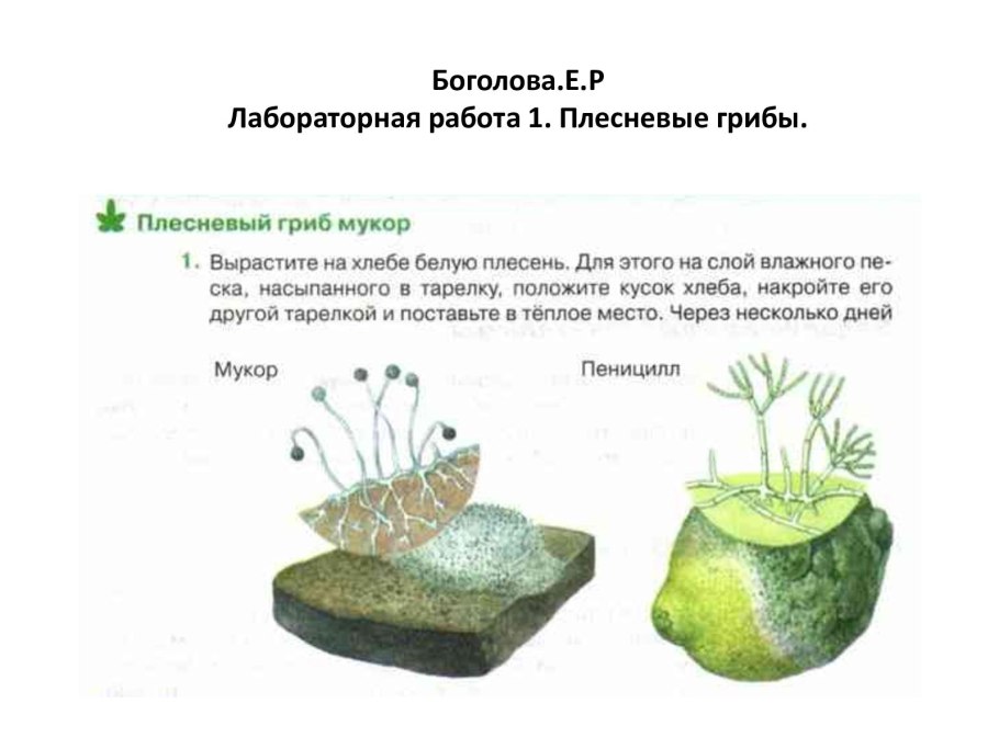 Строение зеленой плесени