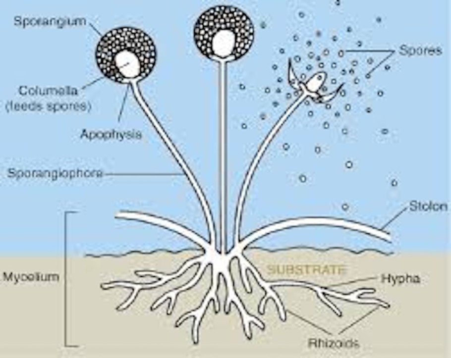 Rhizopus nigricans строение
