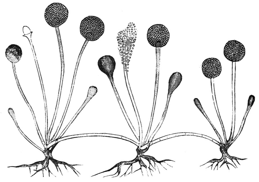 Плесневые грибы Rhizopus