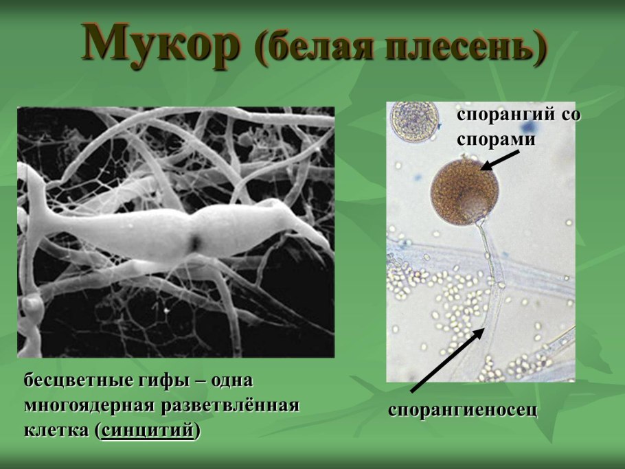 Мукор представитель царства