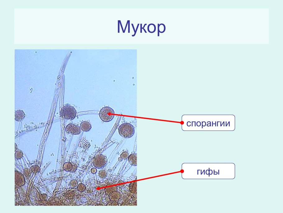 Mucor мицелий