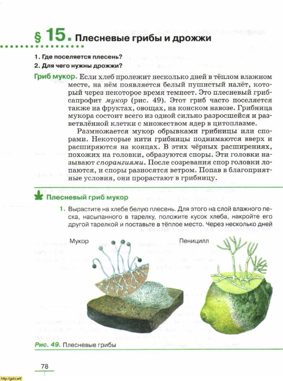 Плесень гриб мукор