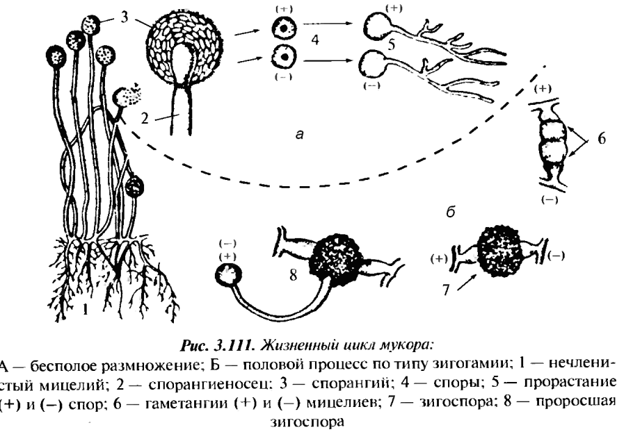 Грибы Зигомицеты