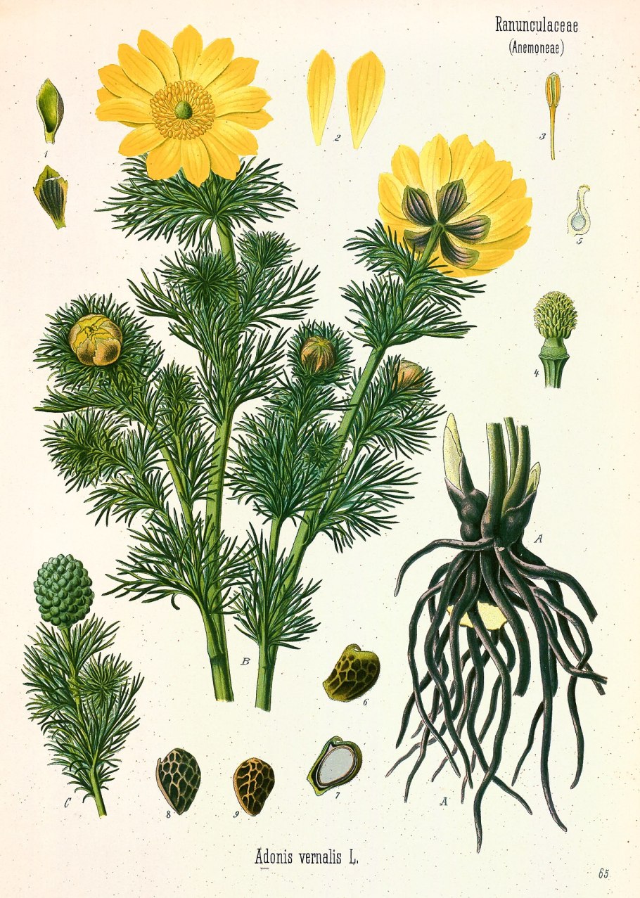 Горицвет весенний (Adonis vernalis)
