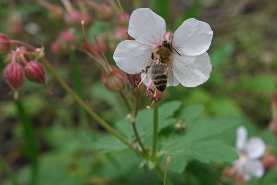 Герань рассеченная Плантариум