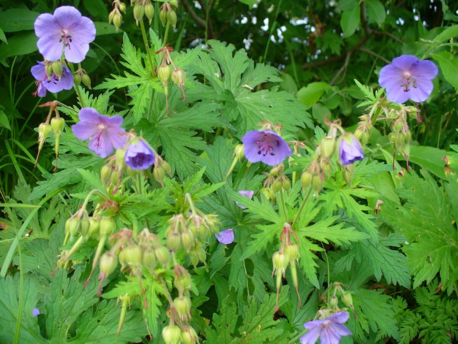 Герань Луговая сорняк