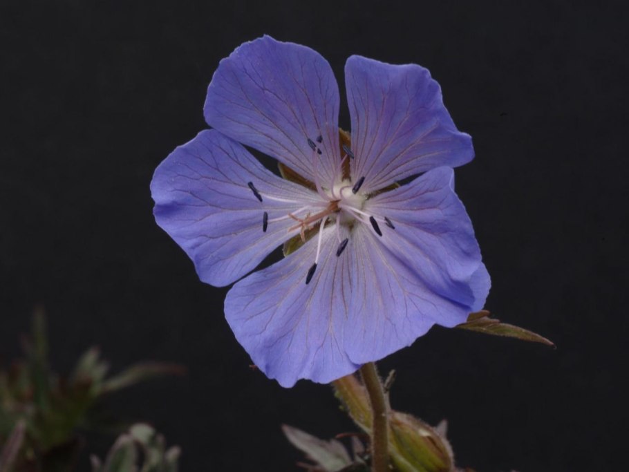 Герань Луговая New Dimension