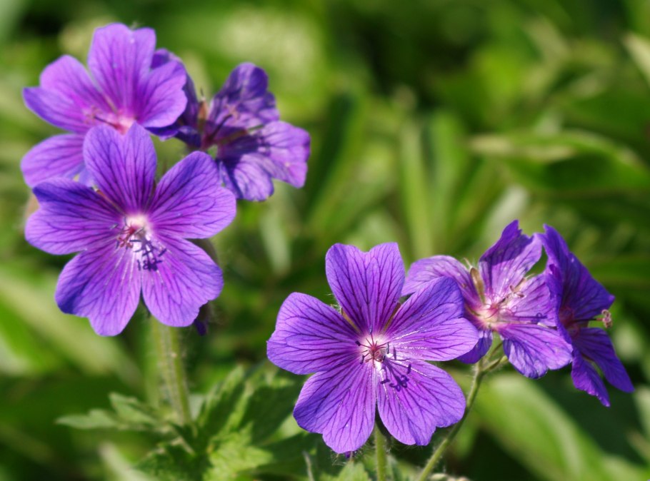 Герань Луговая растение