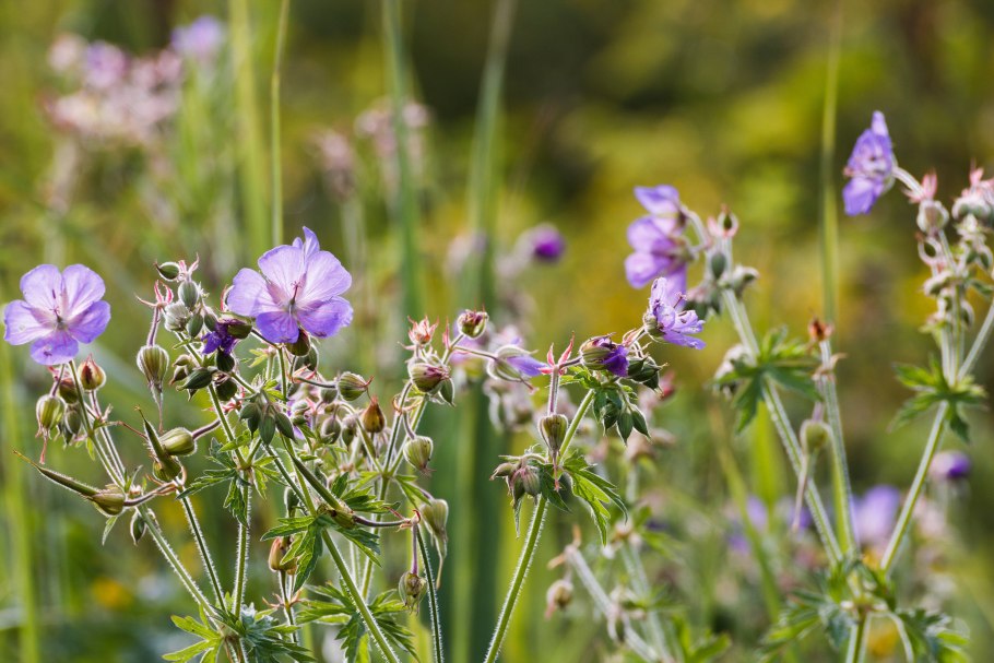 Geranium sanguineum