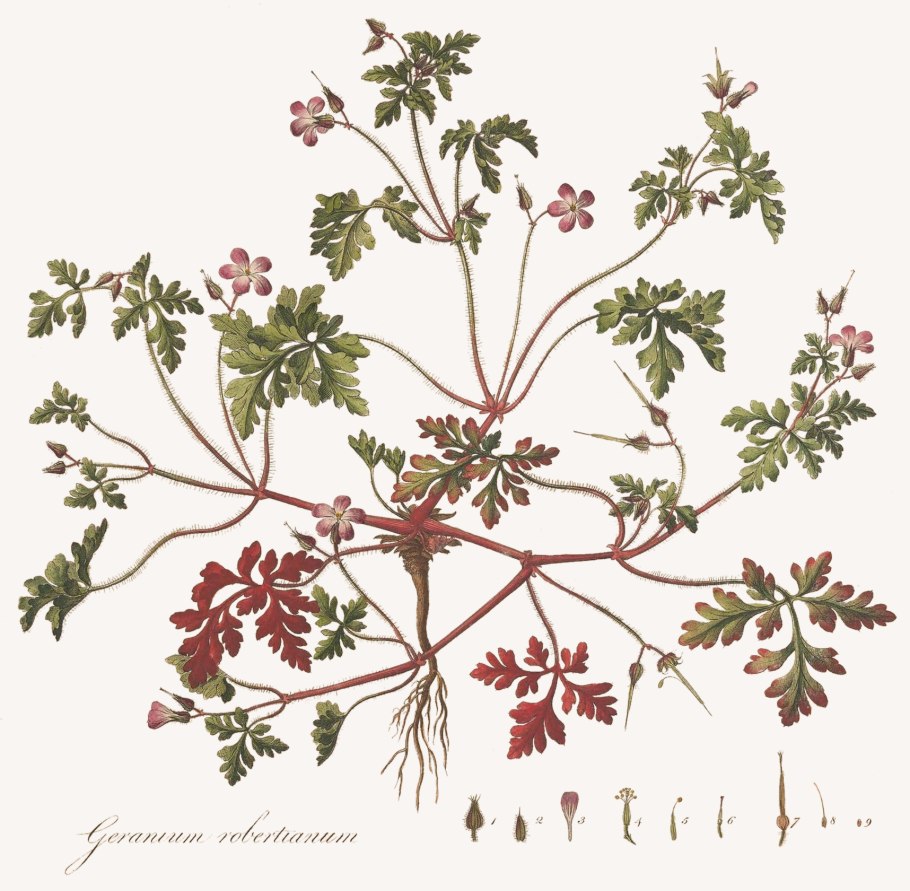 Герань гибридная Розанна