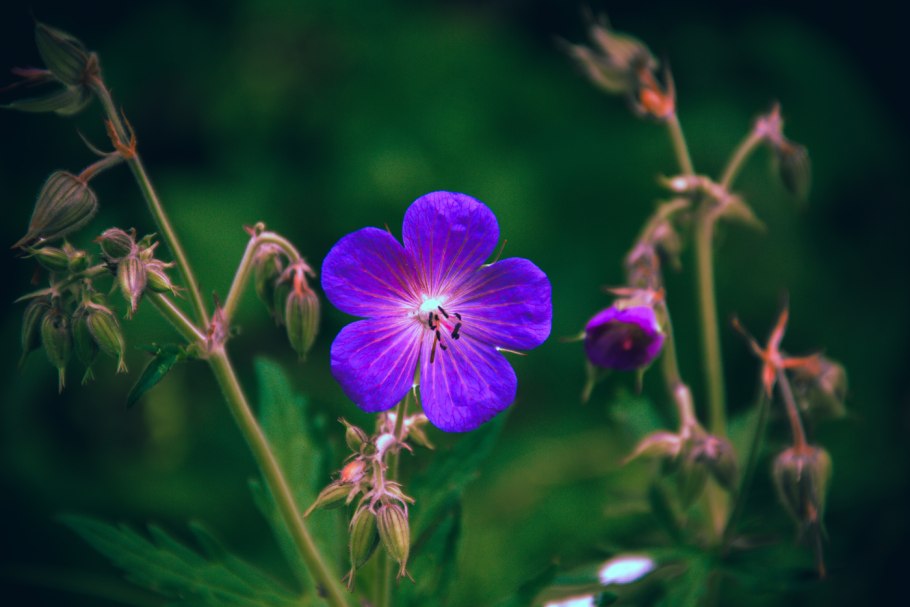 Герань Луговая лекарственное сырье