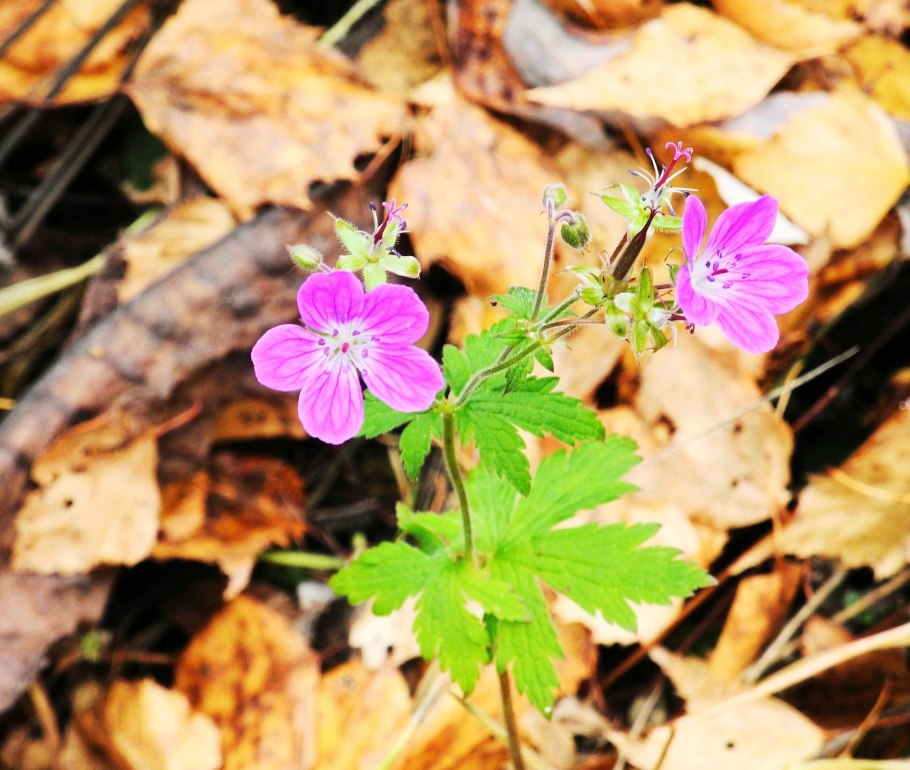 Meadow Cranesbill