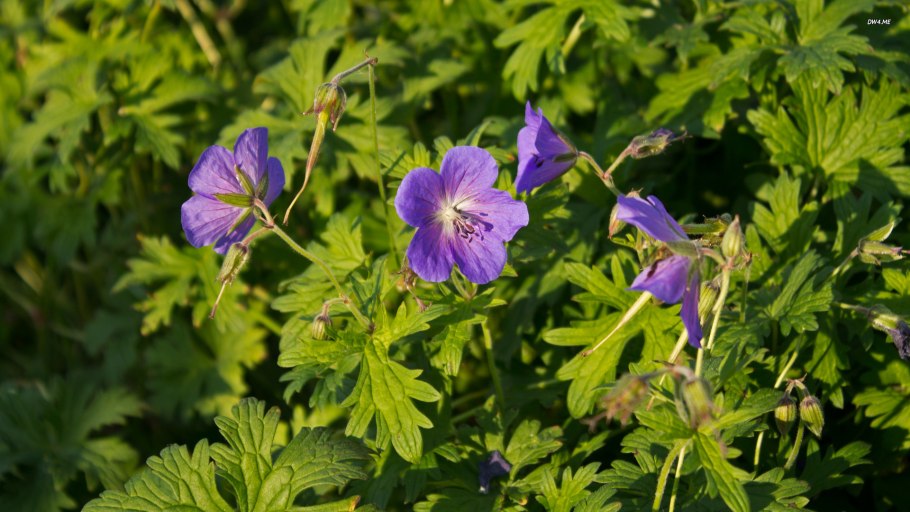 Герань гималайская 'Gravetye'