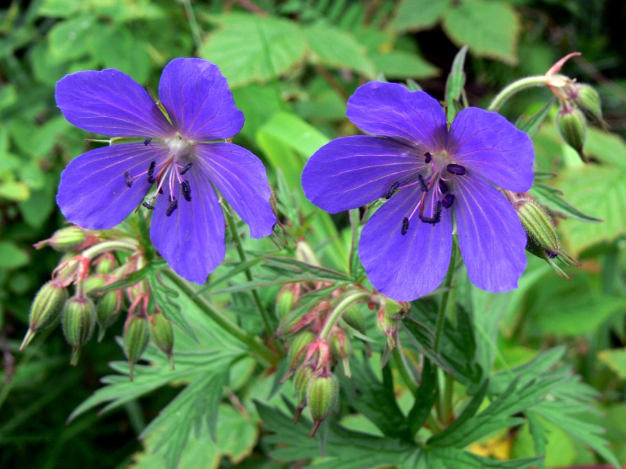 Герань Луговая Geranium pratense l.