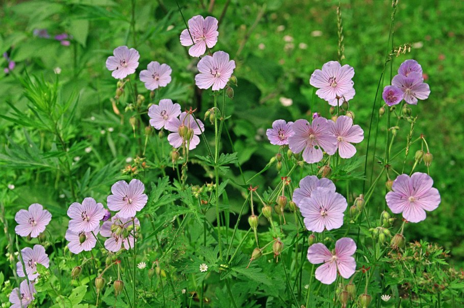 Герань Луговая Geranium pratense l.