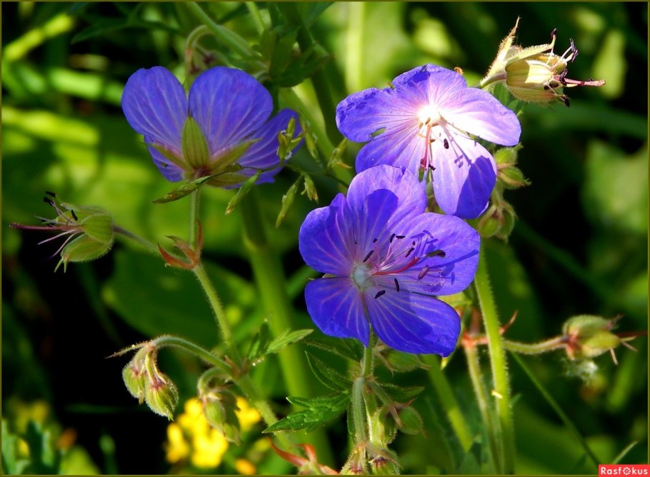 Герань Луговая (Geranium pratense) "Summer Skies"
