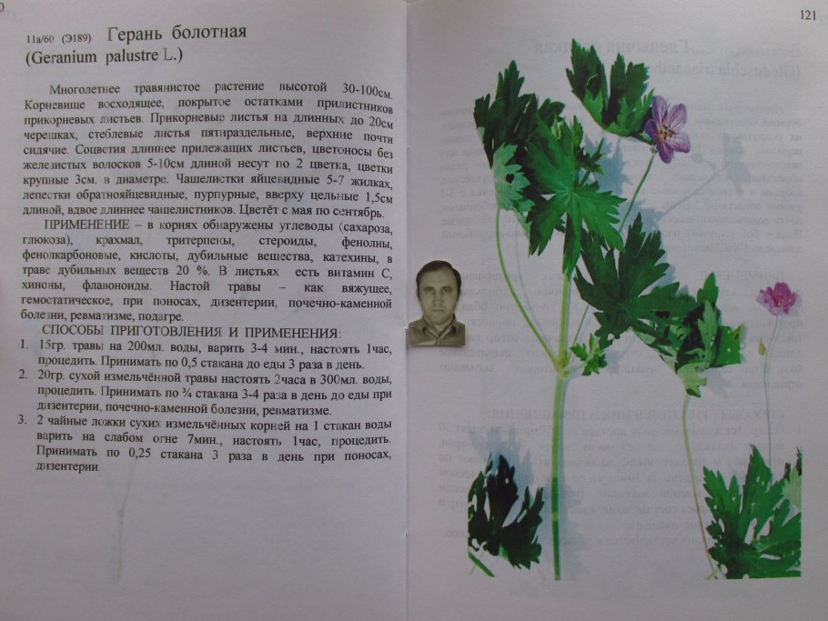 Герань Гули