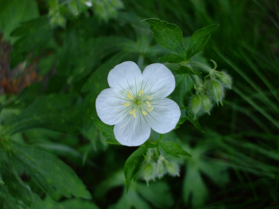 Герань Дикая Луговая
