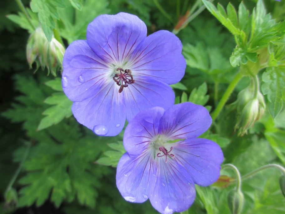 Болотная (Geranium palustre)