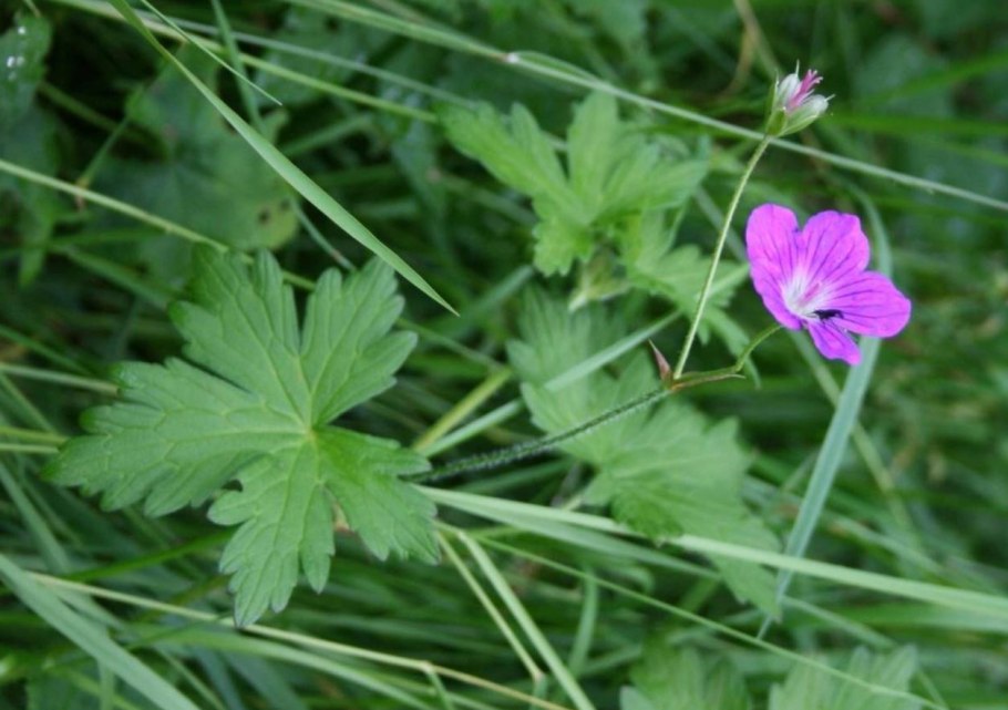 Герань кроваво-бурая
