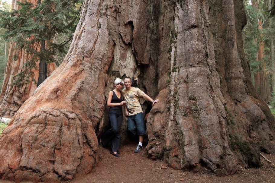Калифорнийская Секвойя мир наизнанку