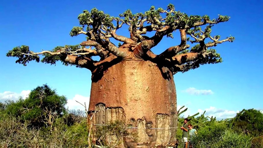 Баобаб (Адансония пальчатая