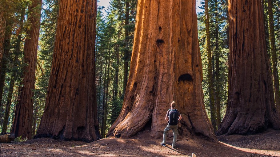 Секвойя парк Калифорния иголки